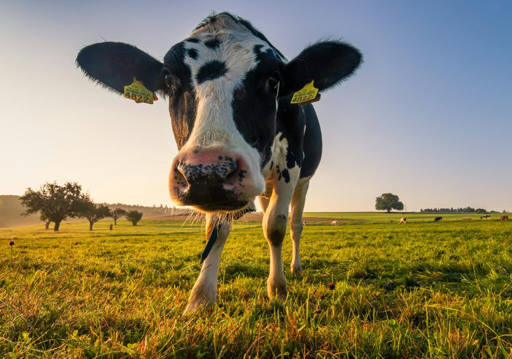 Photo of black and white spotted cow on in field with tags on ears